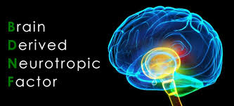 imagem da sigla BDNF Brain Derived Neurotropic Factor